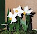 Narcisi (di N.Fina Pillan)