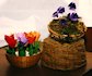 Tulipani, violette (di N.Fina Pillan)